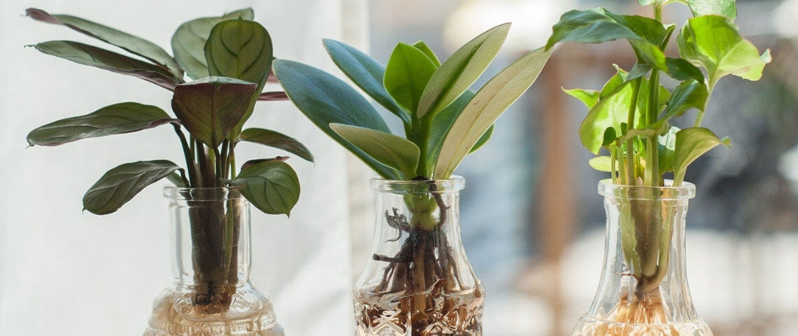 ¿Cómo cultivar las plantas hidropónicas?